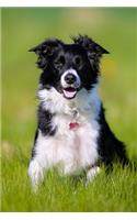 My Faithful Companion Dog Journal