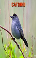 Catbird: Amazing Photos & Fun Facts Book About Catbird For Kids