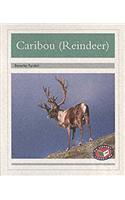 PM Silver Animal Facts Polar Animals Caribou Reindeer (x6)