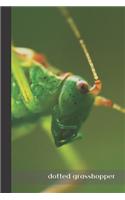 Dotted Grasshopper