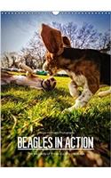 Beagles in Action 2018
