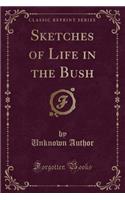 Sketches of Life in the Bush (Classic Reprint)