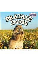 Prairie Dogs