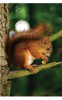 Red Squirrel Notebook: Blank Journal Diary Log(29 Wildlife 150 Lined)