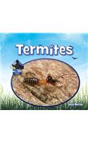 Termites