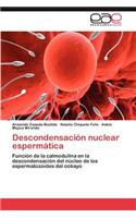 Descondensacion Nuclear Espermatica