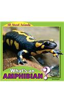 What's an Amphibian?