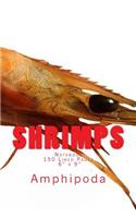 Shrimps: Notebook 150 Lined Pages 6" x 9"