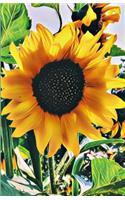 Weekly Planner: My Sunflower Is the Prettiest