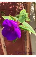 Purple Possibilities