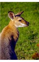 A Wallaby in Queensland Australia Journal