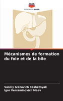 Le foie et les mécanismes de formation de la bile