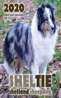 Sheltie