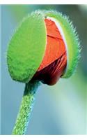 Green and Red Poppy Flower Bud Journal