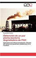 Obtencion de Un Par Planta-Bacteria Degradadora de Pah