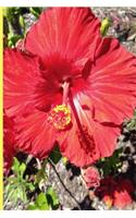 Red Hibiscus Flower Notebook