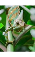 Notebook: Chameleon animal green lizard insects changing color reptile reptiles insect lizards scales
