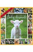 A Year of Baby Animals 2019 Calendar: Pictureaday