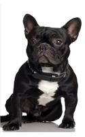 2020 Weekly Planner French Bulldog Cute Dog Photo 134 Pages: 2020 Planners Calendars Organizers Datebooks Appointment Books Agendas