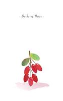 Barberry Notes: 6"x9" Ruled Lined Notebook - Watercolor Texture Fruit Illustration Cover. Matte Softcover And White Interior Papers.