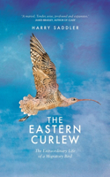 Eastern Curlew