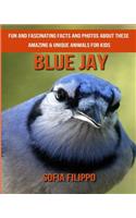 Blue Jay