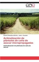Aclimatizacion de Plantulas de Cana de Azucar Micropropagadas
