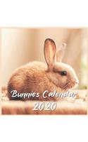 Bunnies Calendar 2020