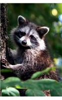 Cute Animal Journal #8: Raccoon (Lined Pages): 200 Page Journal