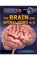 Brain and Spinal Cord in 3D