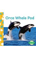 Orca Whale Pod