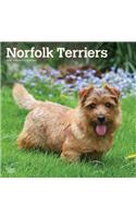 Norfolk Terriers 2020 Square Btuk