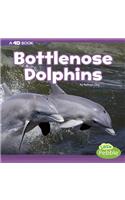 Bottlenose Dolphins