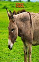 Esel