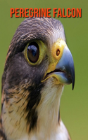 Peregrine Falcon