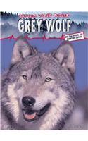Grey Wolf