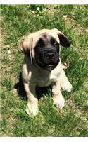 The English Mastiff Dog Journal: 150 page lined notebook/diary