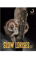 Slow Lorises