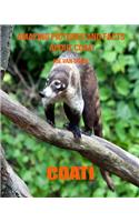Coati