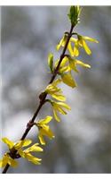 Forsythia in Springtime Journal: 150 Page Lined Notebook/Diary