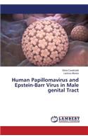 Human Papillomavirus and Epstein-Barr Virus in Male genital Tract