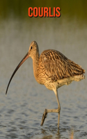 Courlis