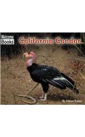 California Condor