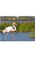 Camargue Des Flamants 2017