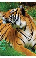Tiger Notebook: (10 Wildlife 150 Lined)