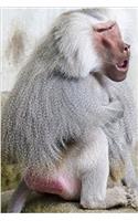 Hamadryas Baboon Sitting Around Journal: Take Notes, Write Down Memories in this 150 Page Lined Journal