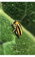 Acalymma Vittatum Cucumber Beetle Journal