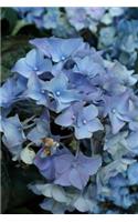 Hydrangeas Growing in Hawaii Journal