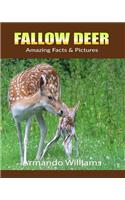 Fallow Deer: Amazing Facts & Pictures