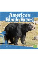 American Black Bears